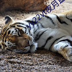 yy22vt夜月直播
