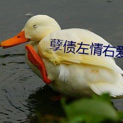 孽债左(zuǒ)情右爱