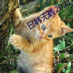 曰韓無磚2021特黃