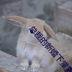 总裁的新婚下堂妻 （专卖）