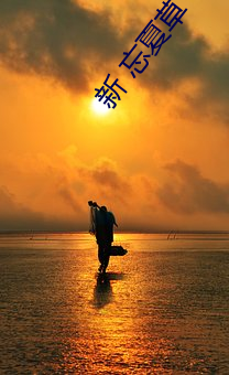 新 忘夏草
