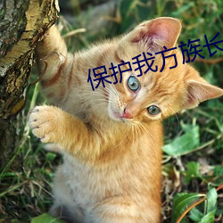 保(bǎo)护我(wǒ)方族长