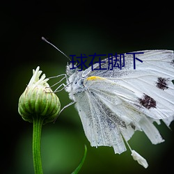 球在(在)脚(腳)下