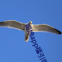 媚娘app福引導官網