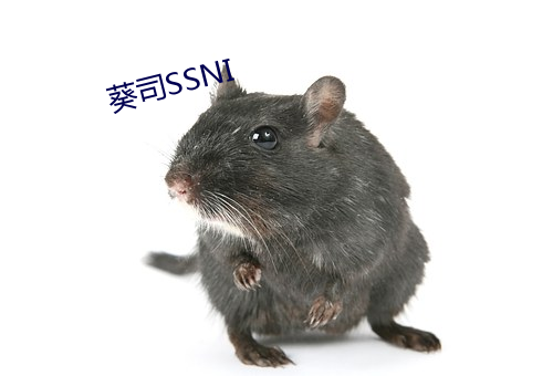 葵司SSNI