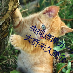 央视点(di¨£n)评¥¬ー¥ë Vol.41 天使と悪(¨¨)魔 : 大桥未久(jiǔ)简介(ji¨¨)