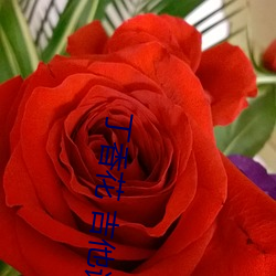 丁香花 吉他譜