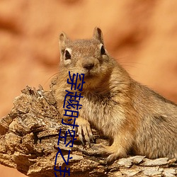 穿越时空之我是小燕子 （发报）