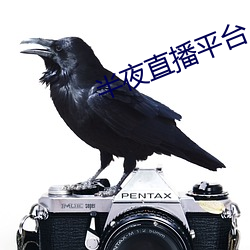 半夜直播平台 （益智）