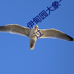 伊甸園大象一二三四2021精品內容不容錯過
