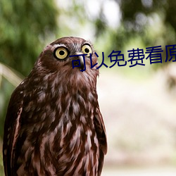 可以免(miǎn)费看原耽的app