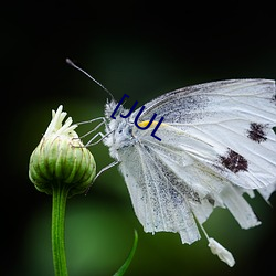 [JUL （重温旧梦）