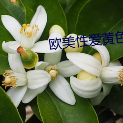 欧(ōu)美性(xìng)爱黄(huáng)色(sè)网络