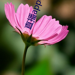 直播app花蝴蝶