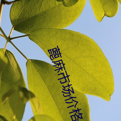 蓖麻市场价格