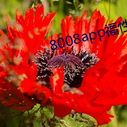 8008app福性寶app