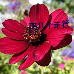 哥几个走着