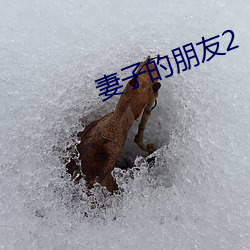 妻子的朋友2