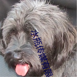 水瓶传(傳)媒(媒)有限(限)公(公)司