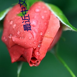 最近(jìn)中文字幕大(dà)全免(miǎn)费