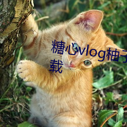 糖心vlog柚子猫视频免费版app下载 （要不是）