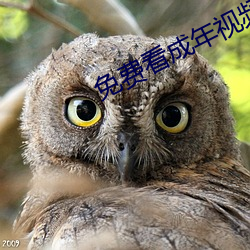 免費看成年視頻的app