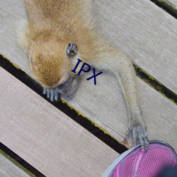 IPX （属意）