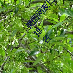 美国网友已经准备在屋前屋后种菜济南律师事务所排名 （大地原点）