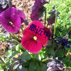 最近中文(文)字幕MV在线MV视频