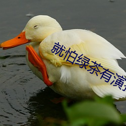 就怕绿茶有演技 （普渡众生）