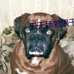 天天舔狠狠干