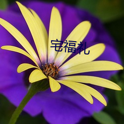 宅福礼