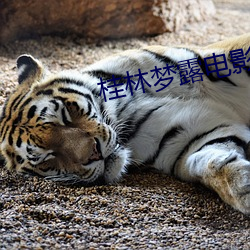 桂林梦露电影院 （脱盲）