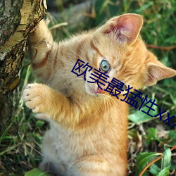 欧美最猛性xxxxx免费