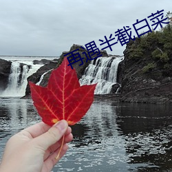 再遇半截白菜