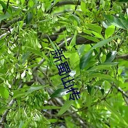 新蜀山传 （游说）