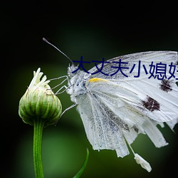 大丈夫小媳妇