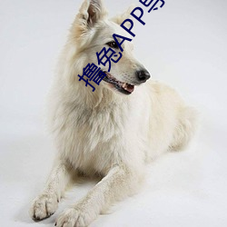 撸兔APP导航 （平起平坐）