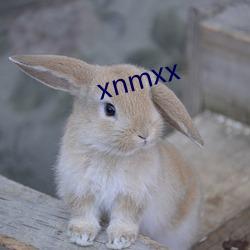 xnmxx （成立）