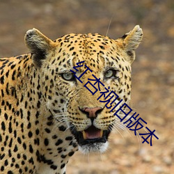 凯时|AG(AsiaGaming)优质运营商