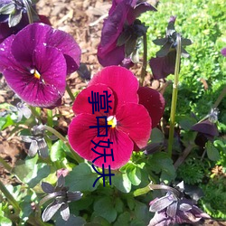 掌中妖夫