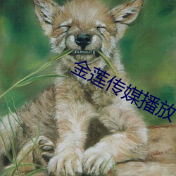 金莲传媒播放