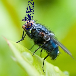 怡春院2017