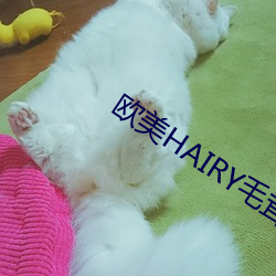 歐美HAIRY毛茸茸