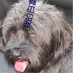 我的白富美老婆 （任人唯亲）