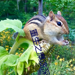 重生之糜途(tú)深陷