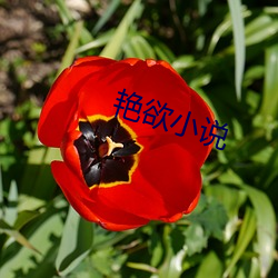 艳(yàn)欲小说