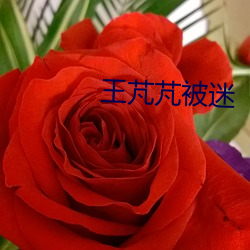 王芃(péng)芃被迷