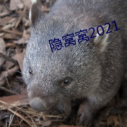 隐窝窝2021