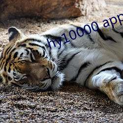 hy10000 app